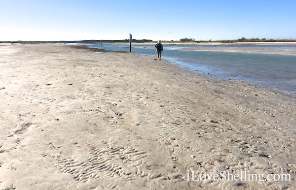 shelling low tide Clearwater Beach