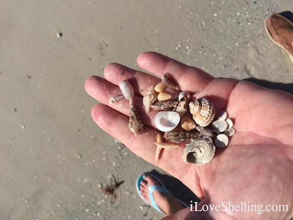 Shells found by Hilton Clearwater