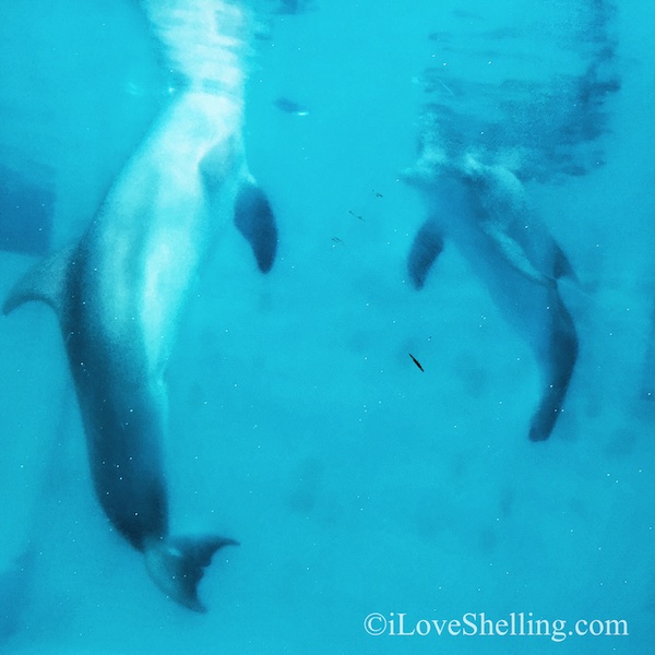 Winter Dolphin Clearwater Aquarium