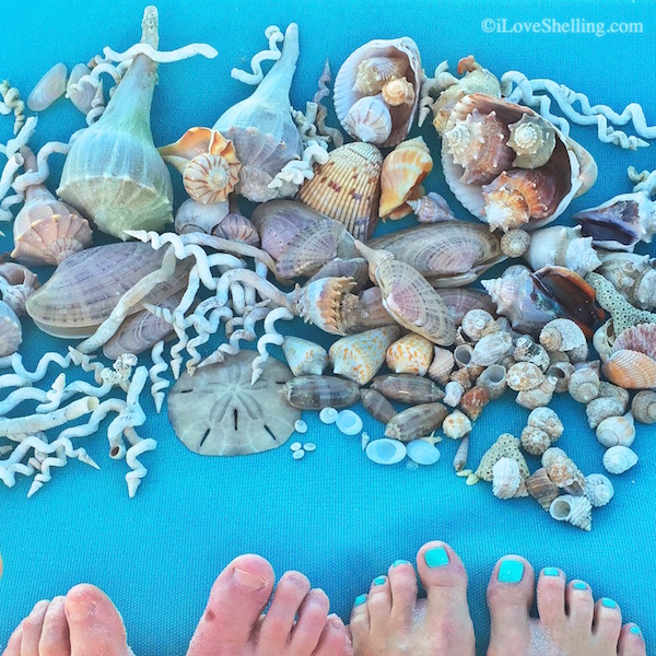 sandy toes and seashells