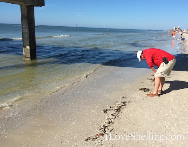 shelling Hilton Clearwater Beach Pier 60