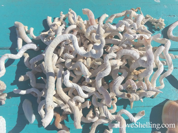 worm shells clearwater beach