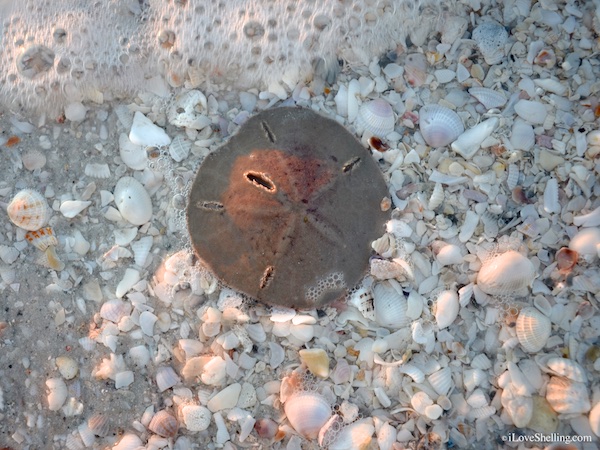 cilia showing on a live sand dollar