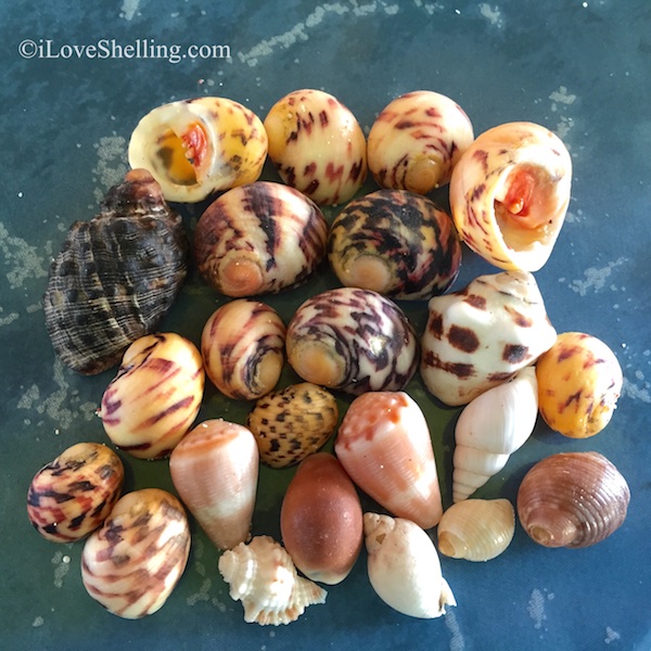 Bleeding Tooth, Cones BVI Virgin Islands shells