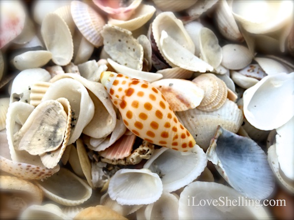 Junonia with clam shells on Sanibel