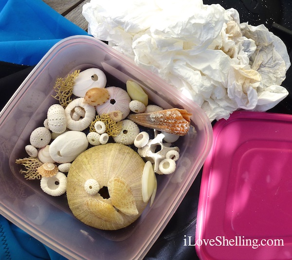 Packing urchins for travel