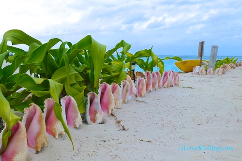 Pink Queen Conch Sea Shells line the beach path