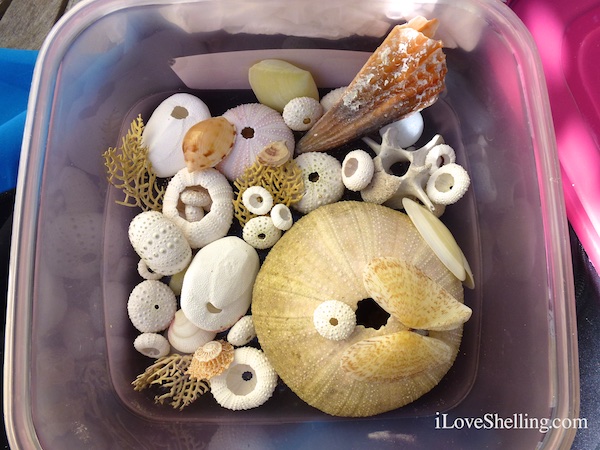 Sea urchin collection in plastic tub for transporting breakables
