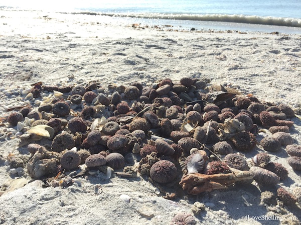 Sea urchin echinoderms wash up on Sanibel beach