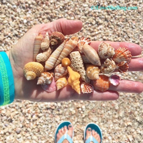 Seashells with aqua flip flop toes on the beach