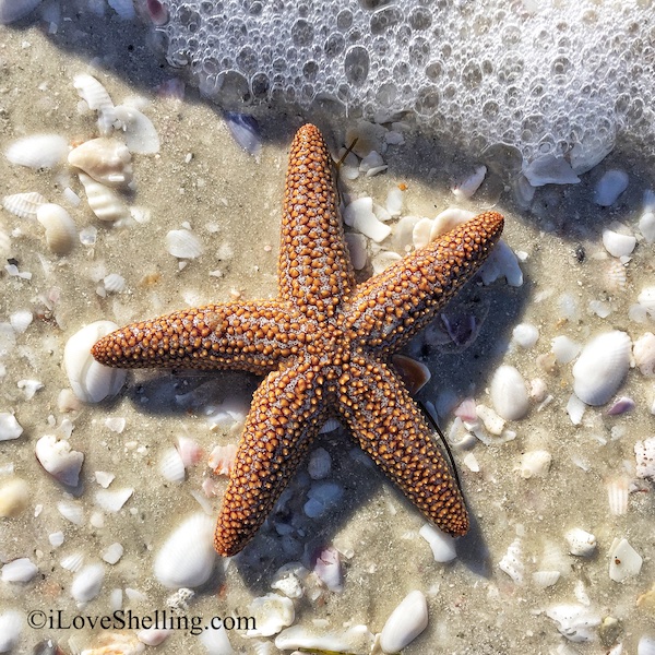 Seastar starfish waiting to be swept away by the ocean