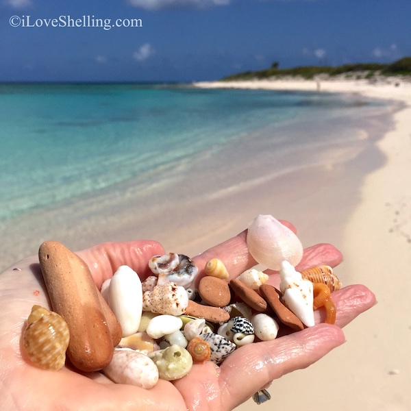 Shells and pottery relics BVI Virgin Island shelling