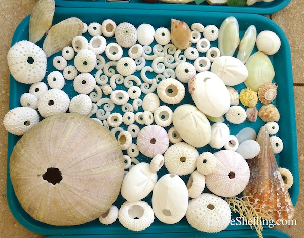 beachcombing collection from Anegada BVI urchins rams horns