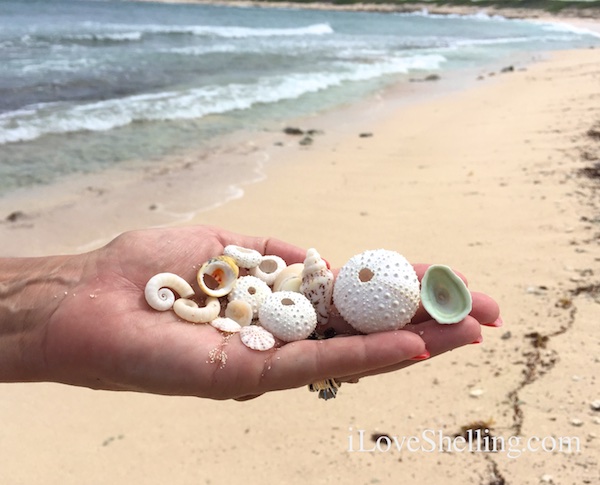 collecting shells and urchins in BVI Anegada