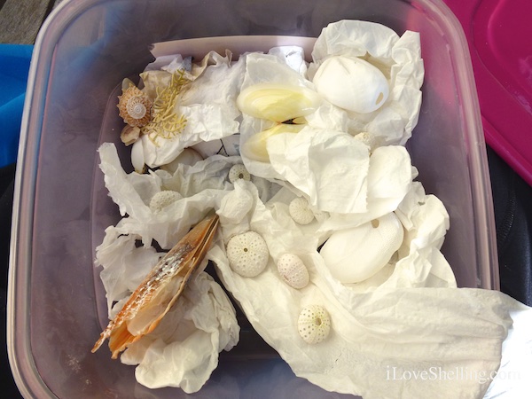 plastic container paper tissue for fragile shells to transport