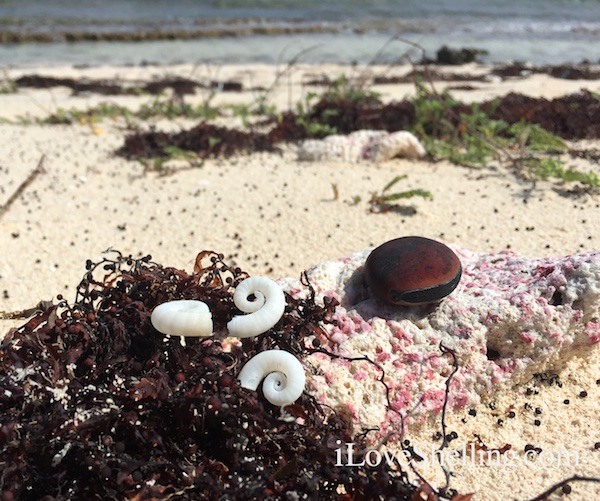 rams horn squid shells with hamburger bean