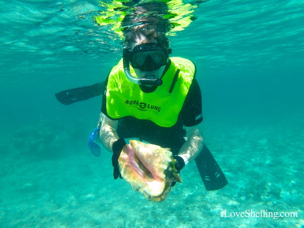 sea shell snorkeling BVIs British Virgin Islands