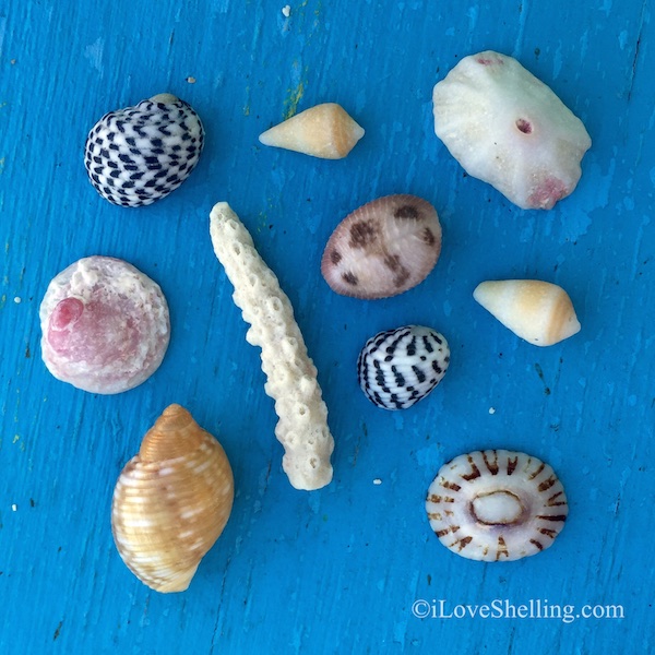 sea shells and coral from BVI British Virgin Islands