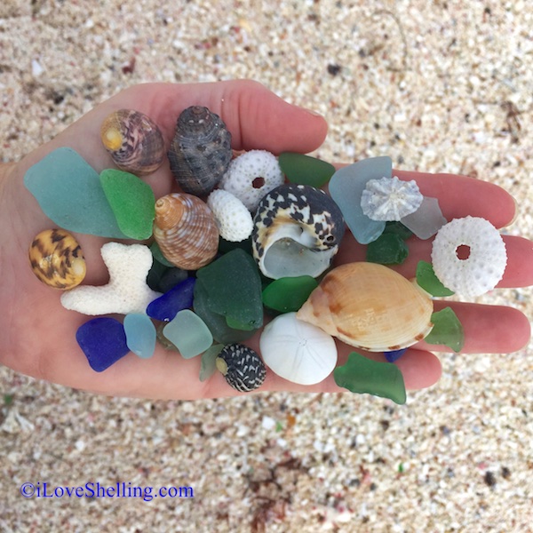 seashells and sea glass Anegada BVIs