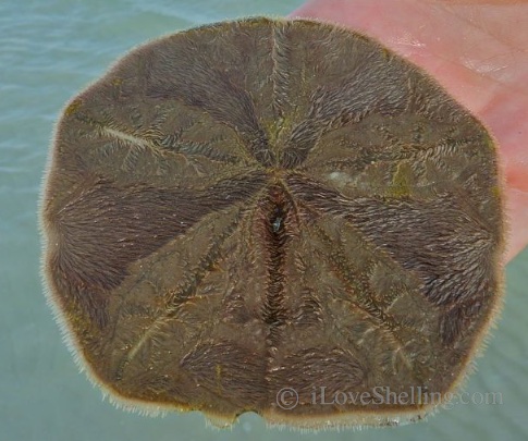 live sand dollar with cilia and tube feet