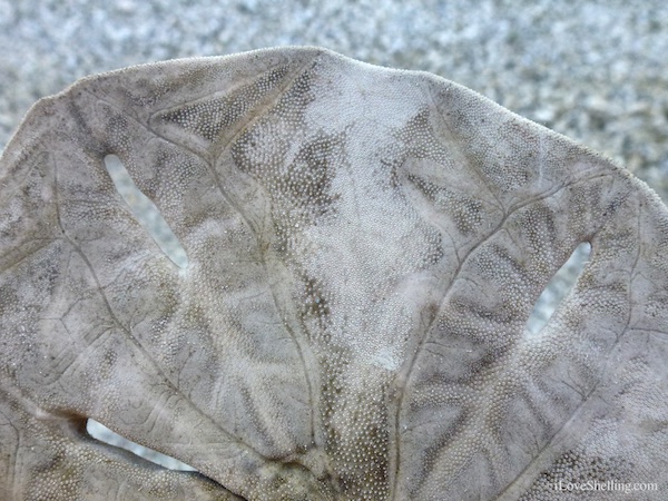 sand dollar without cilia