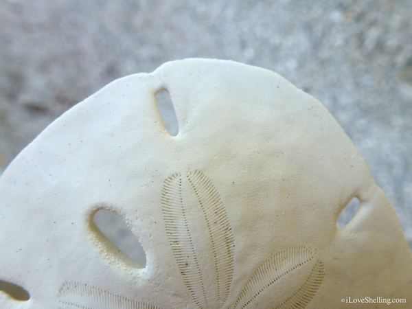 sun bleached sand dollar without cilia