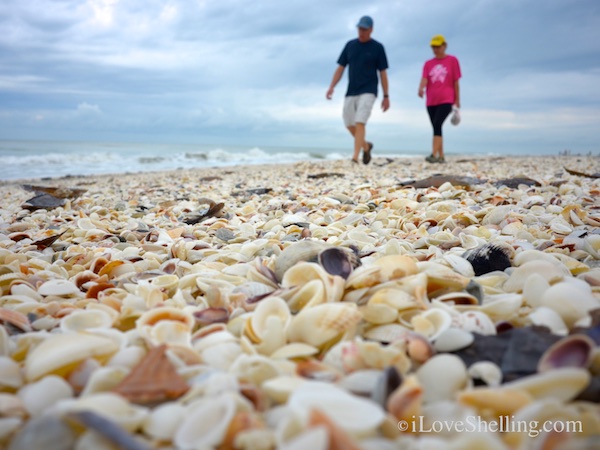 Beach combing on shell filled Sanibel shore line