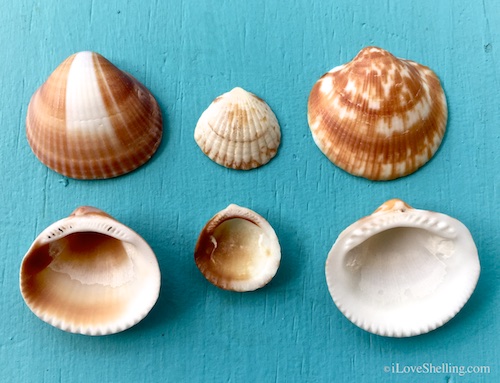 Difference in spectral, comb, giant bittersweet mollusk shell