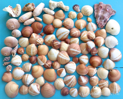 Sea shells found Jupiter Florida beach at Blowing Rock Hole