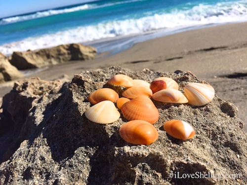 Spectral bittersweet shells Blowing Rock Jupiter Florida