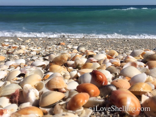 seashells on Jupiter Beach Florida