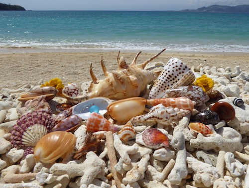 Beach combing in Okinawa Japan for seashells and sea glass