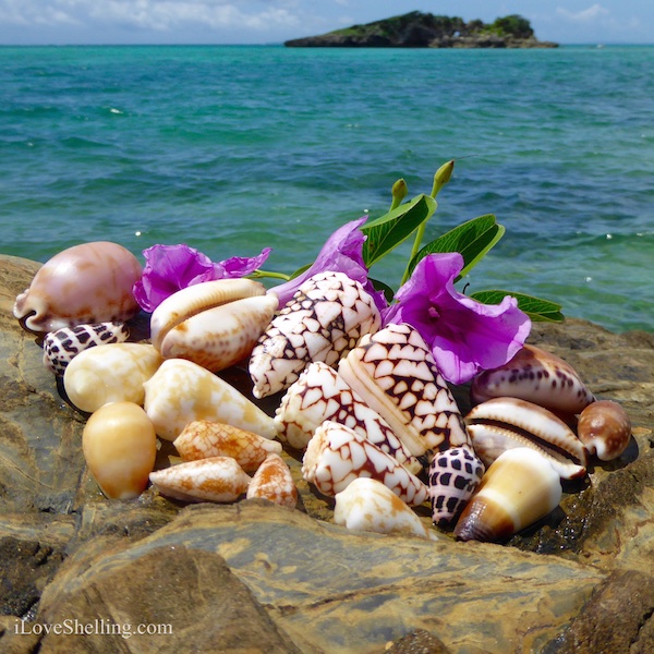 Beautiful Okinawa cone and cowrie shells