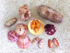 Best finds beach combing one August night Best finds beach combing one August night
