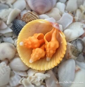 Mac n cheese Orange and yellow shells Mac n cheese Orange and yellow shells