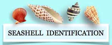 identify seashell shell