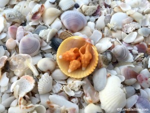 Shells that look like candy corn Shells that look like candy corn