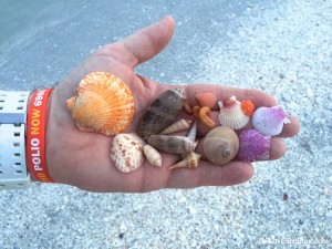 shells found beach combing shells found beach combing