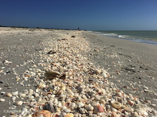 beach filled with shells