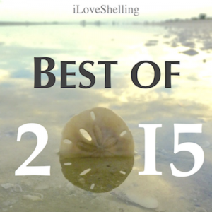 best seashell beach of 2015 