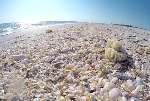 Sanibel seashells Bowmans Beach