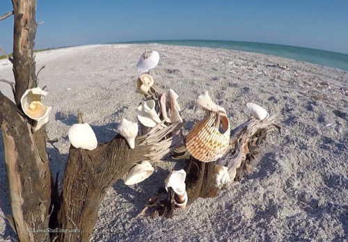 Seashell Wish Tree Sanibel