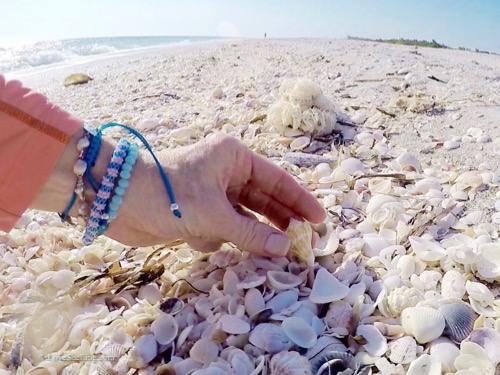 Seashell collecting Sanibel Island Florida