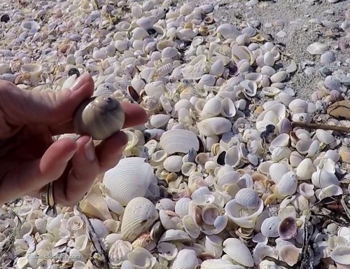 collecting shells on Sanibel Island