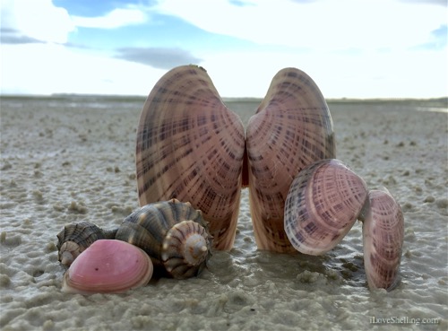 Bunche beach Fort Myers beach combing seashells whelk tellin-1