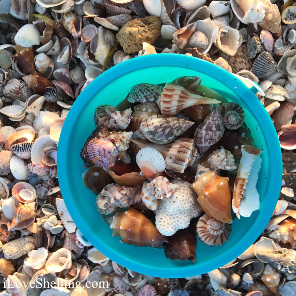 seashell turquoise shell bucket