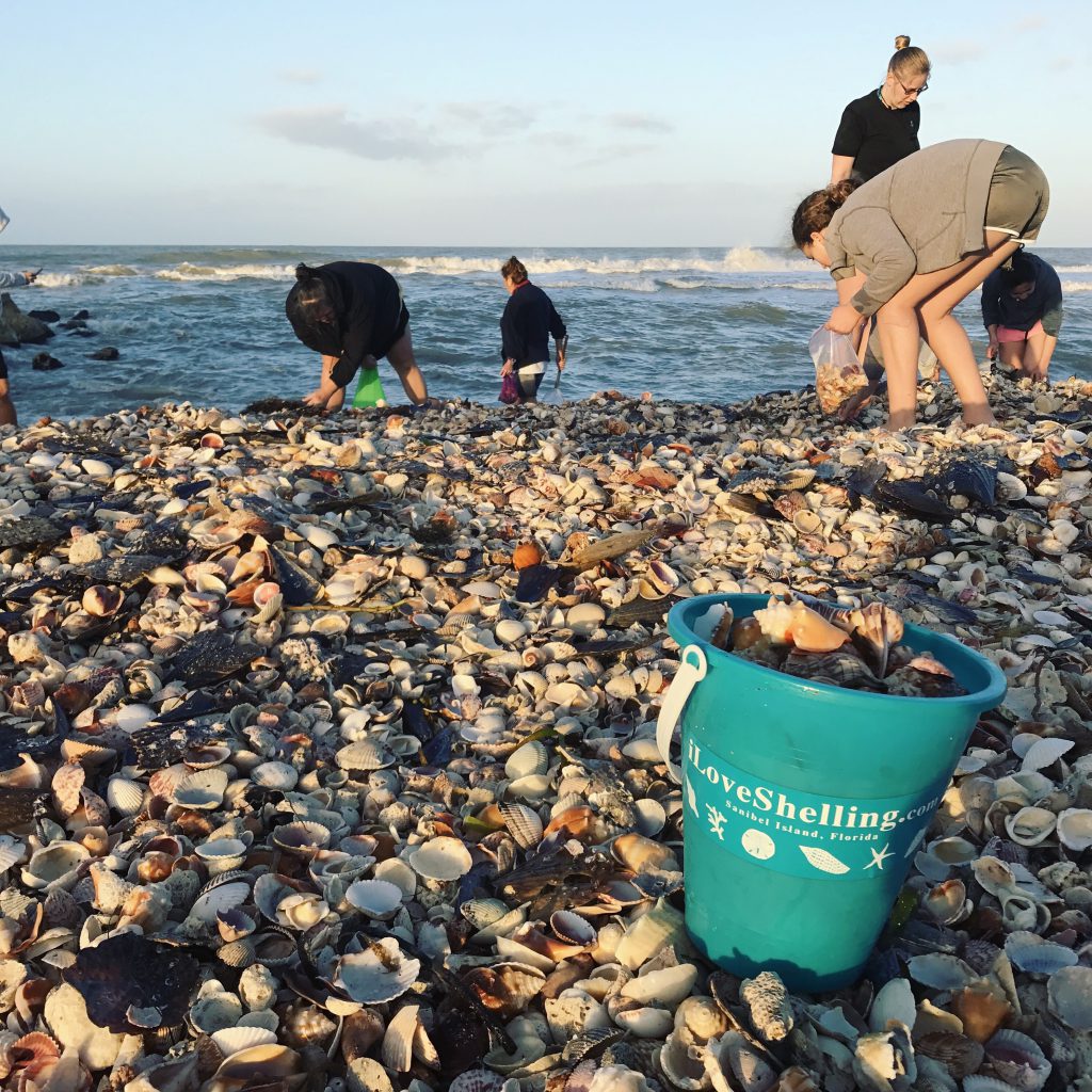 beach combers on pile of shell collecting seashells