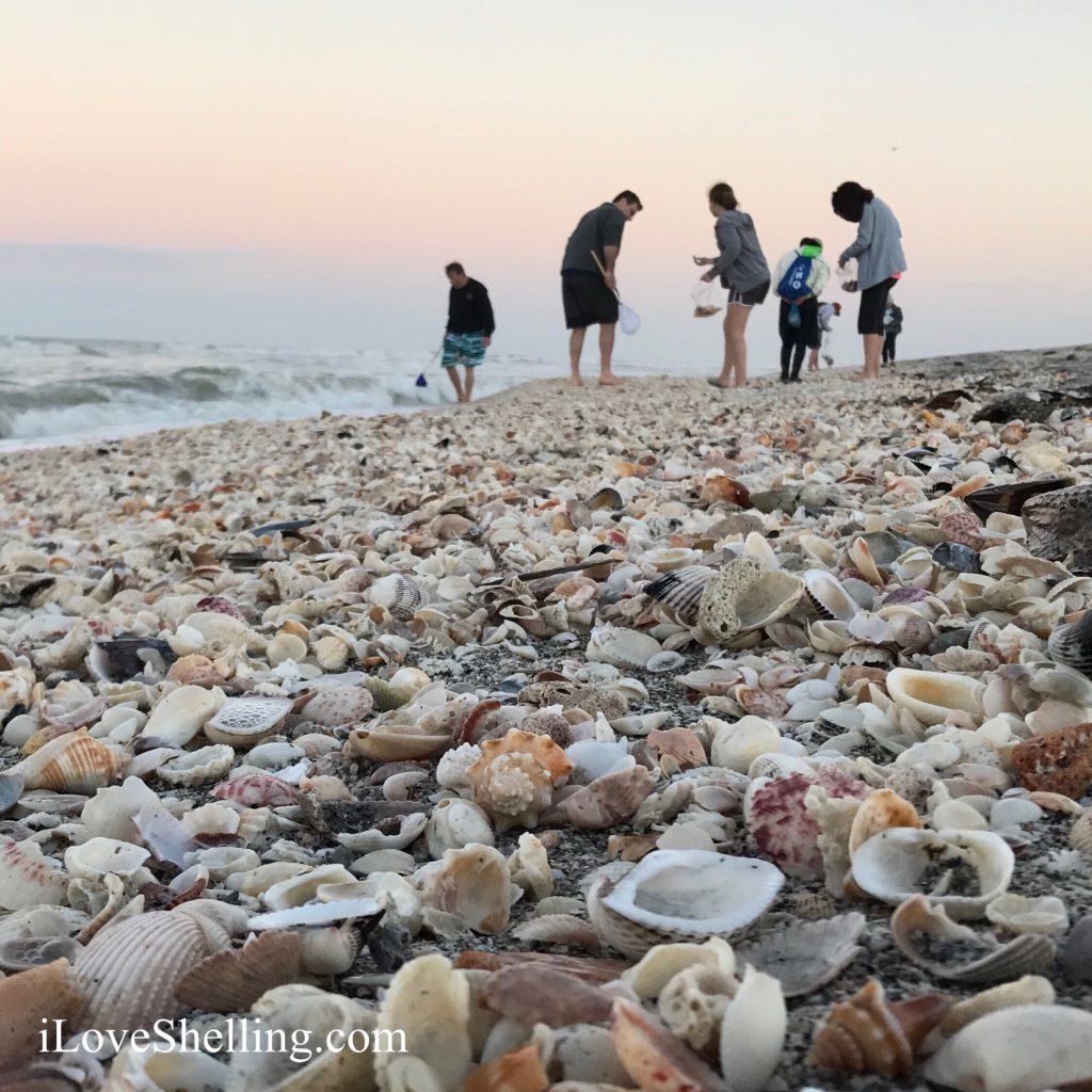 Captiva Island Florida's shell beach 