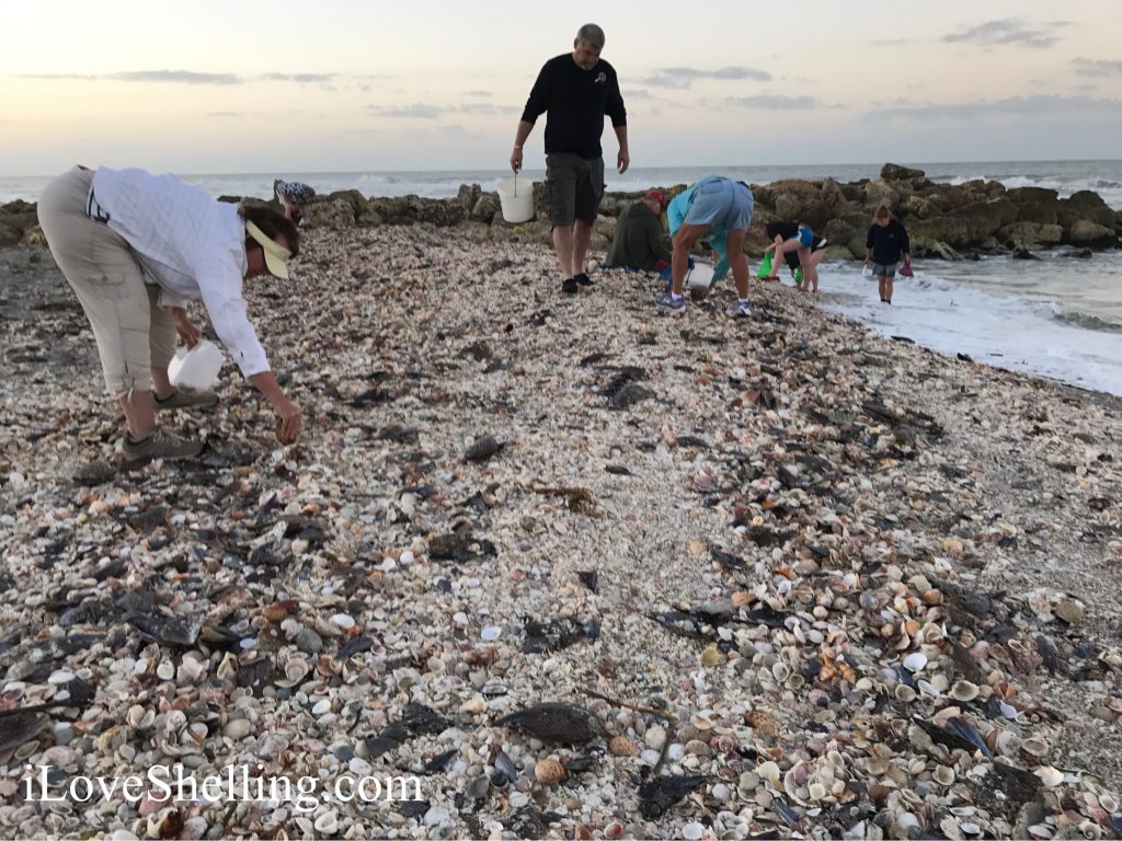 hundreds of seashells wash up on shell beach Sanibel Captiva