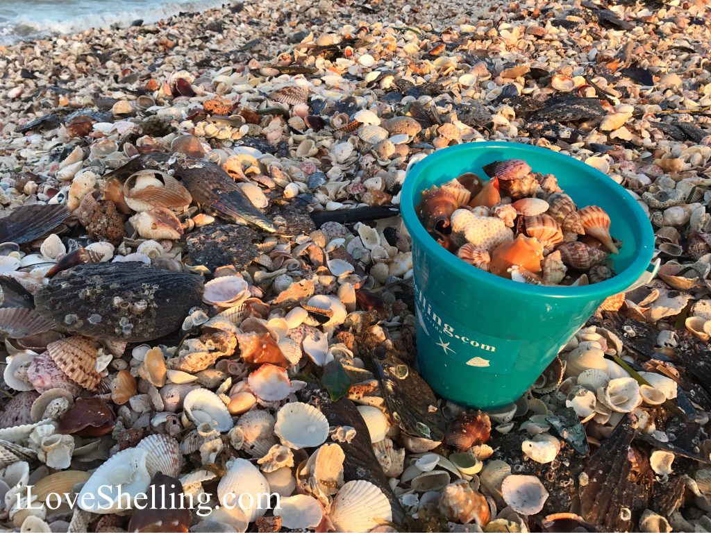 turquoise shell bucket on mound of seashells